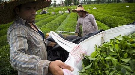 Iran’s tea exports near $500,000 in three months